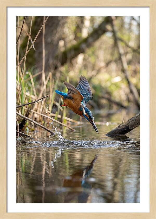 Kingfisher Diving For Fish