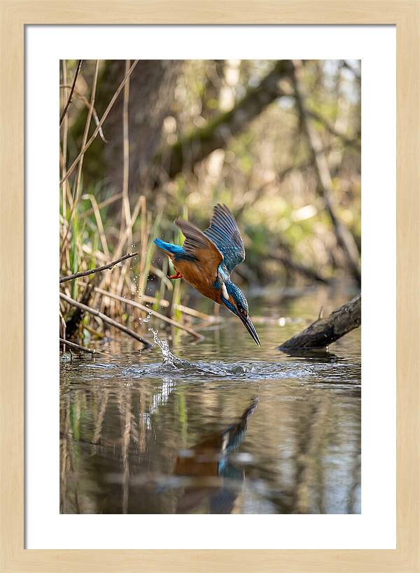 Kingfisher Diving For Fish
