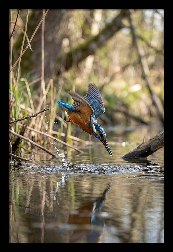 Kingfisher Diving For Fish