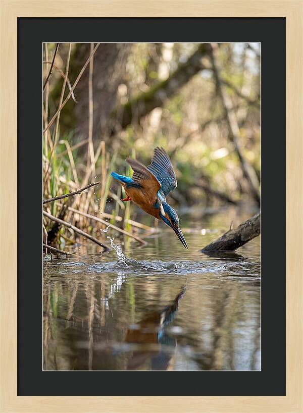 Kingfisher Diving For Fish
