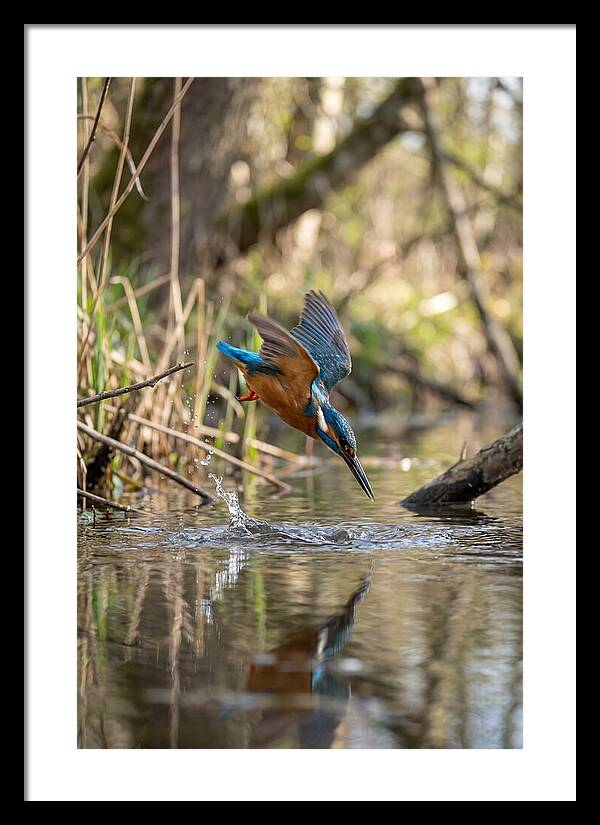 Kingfisher Diving For Fish