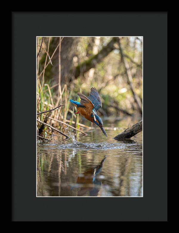 Kingfisher Diving For Fish