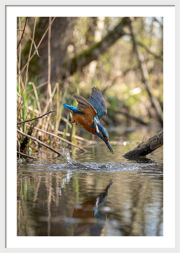 Kingfisher Diving For Fish