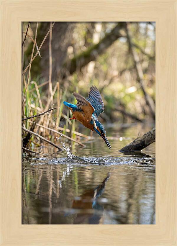 Kingfisher Diving For Fish