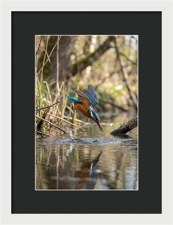 Kingfisher Diving For Fish