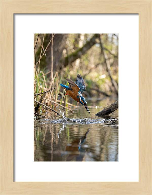 Kingfisher Diving For Fish