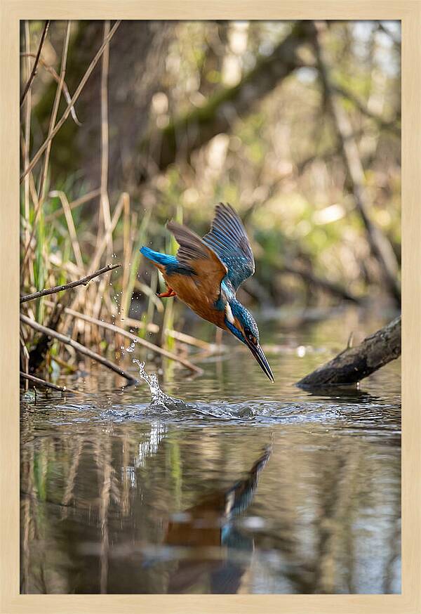Kingfisher Diving For Fish