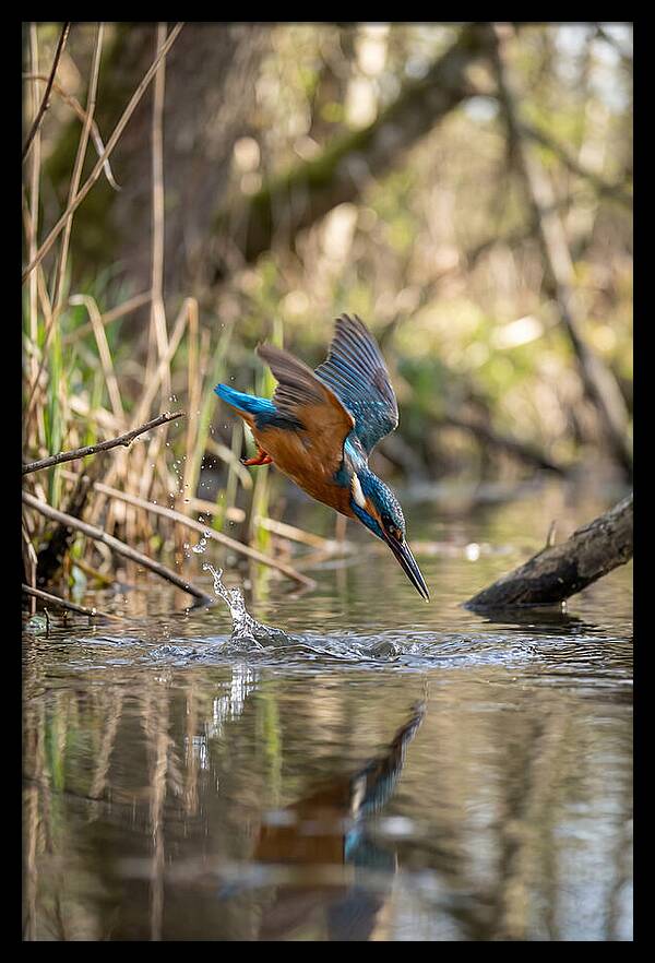 Kingfisher Diving For Fish
