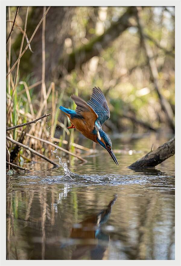 Kingfisher Diving For Fish
