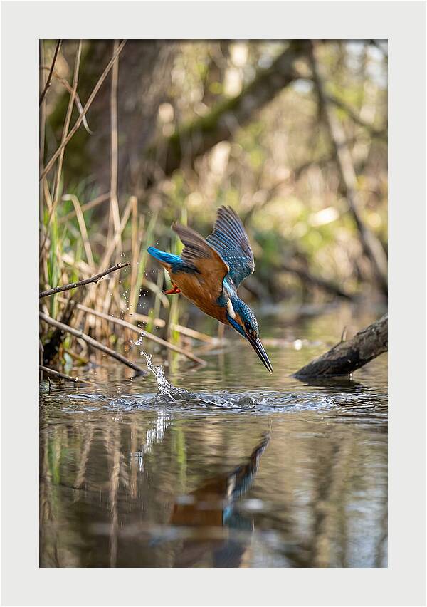 Kingfisher Diving For Fish