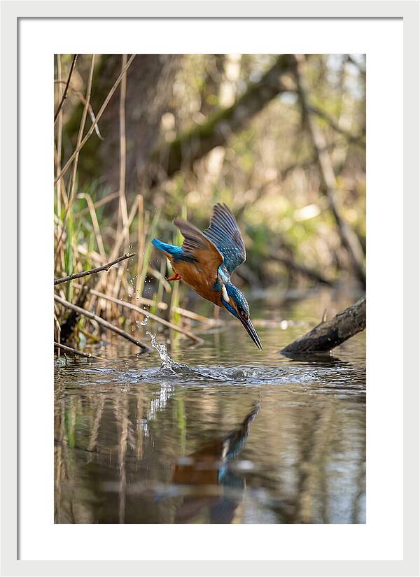 Kingfisher Diving For Fish