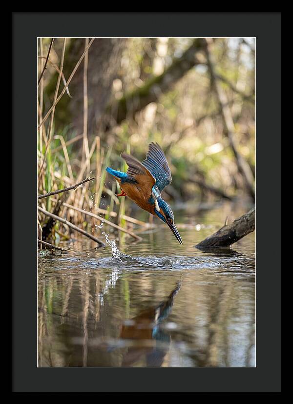 Kingfisher Diving For Fish