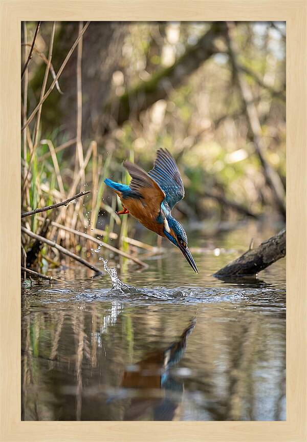 Kingfisher Diving For Fish