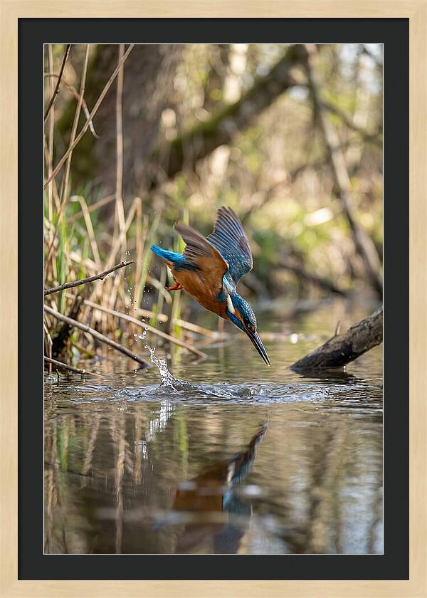Kingfisher Diving For Fish