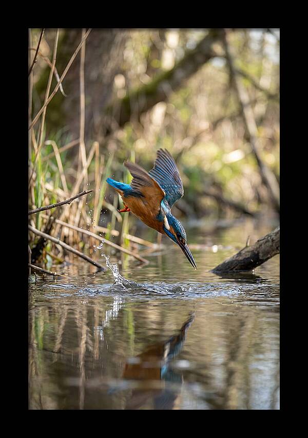 Kingfisher Diving For Fish