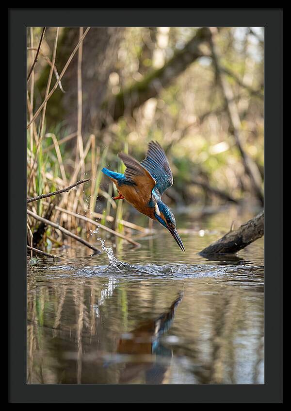 Kingfisher Diving For Fish