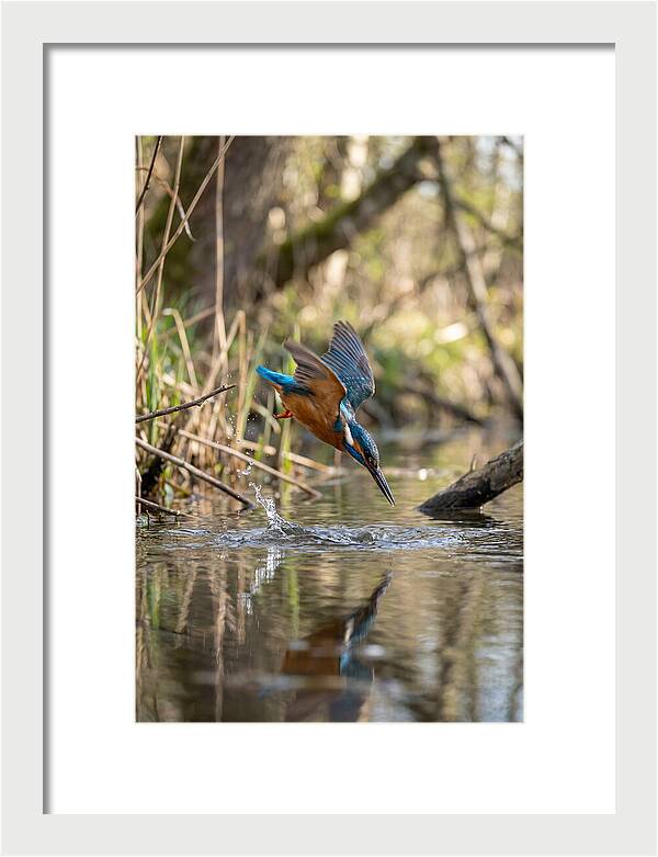 Kingfisher Diving For Fish