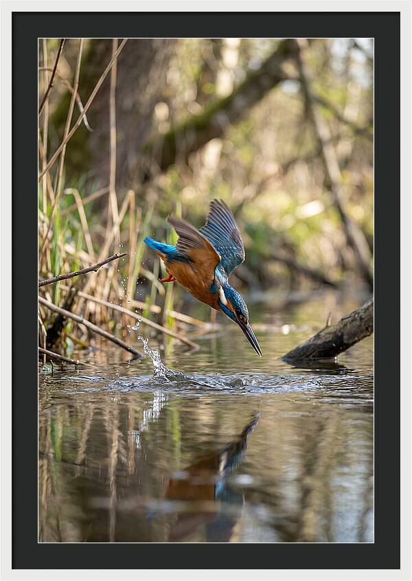 Kingfisher Diving For Fish