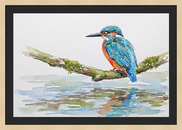 Kingfisher Perched By Water