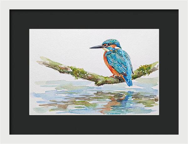 Kingfisher Perched By Water