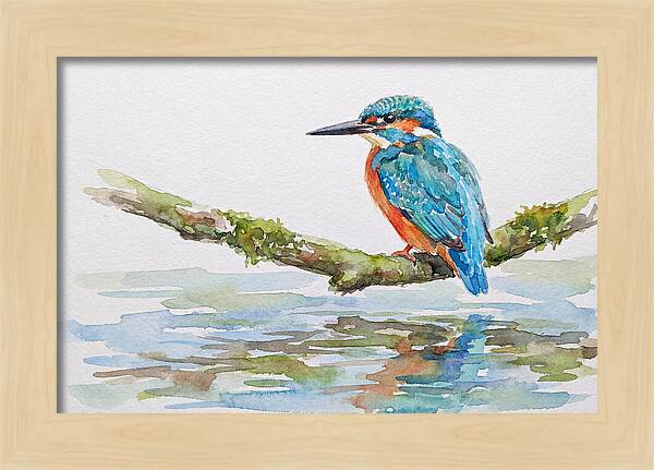 Kingfisher Perched By Water