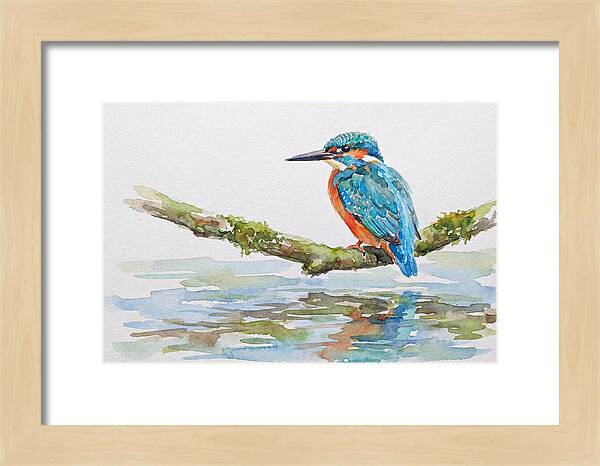 Kingfisher Perched By Water