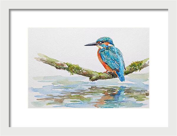 Kingfisher Perched By Water