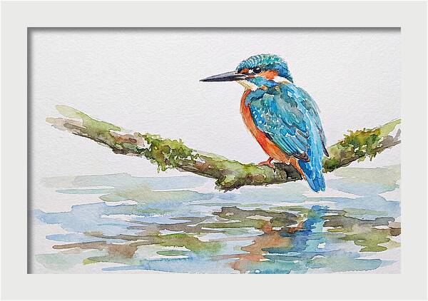 Kingfisher Perched By Water