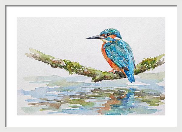 Kingfisher Perched By Water