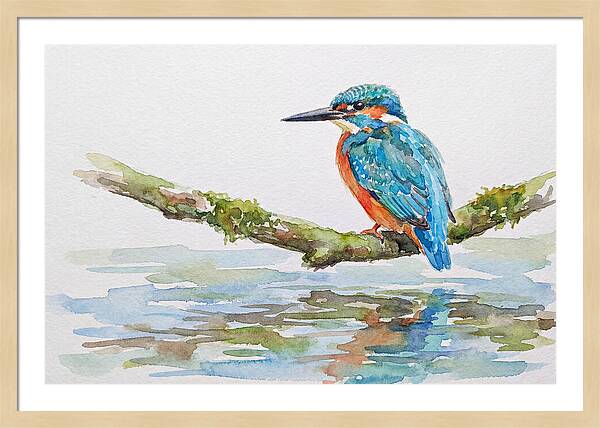 Kingfisher Perched By Water