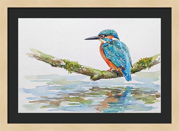 Kingfisher Perched By Water