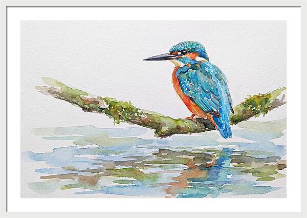 Kingfisher Perched By Water