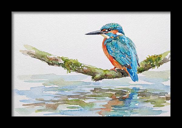 Kingfisher Perched By Water