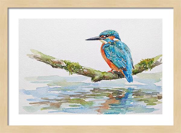 Kingfisher Perched By Water