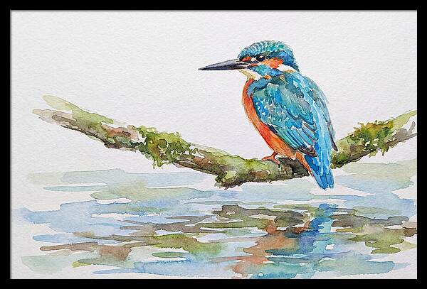 Kingfisher Perched By Water