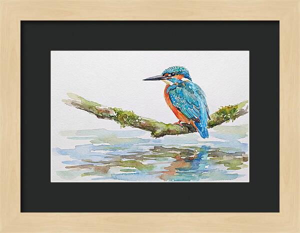 Kingfisher Perched By Water