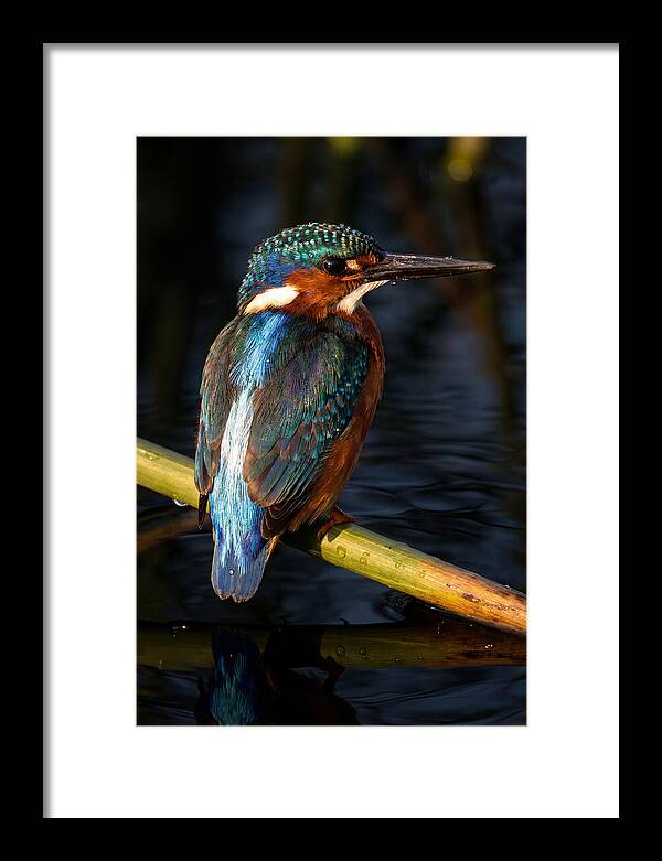 Kingfisher Perched In Serenity