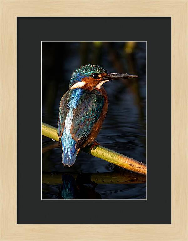 Kingfisher Perched In Serenity