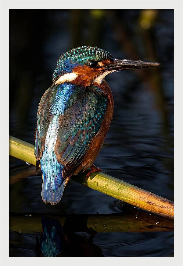 Kingfisher Perched In Serenity