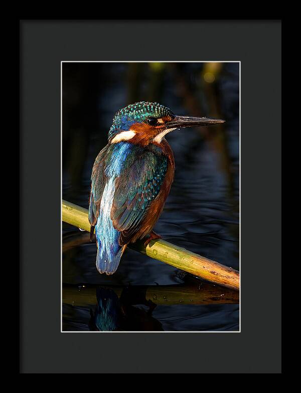 Kingfisher Perched In Serenity