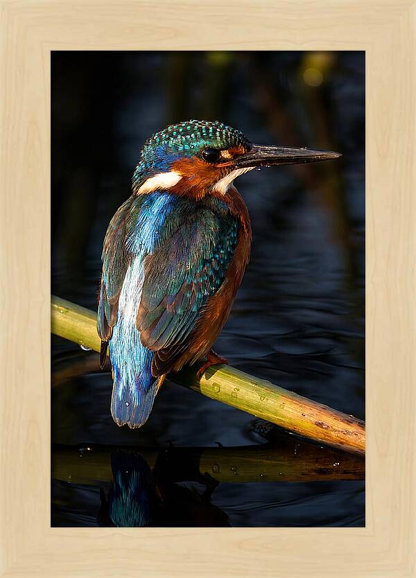 Kingfisher Perched In Serenity