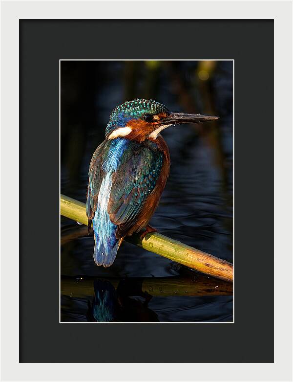 Kingfisher Perched In Serenity