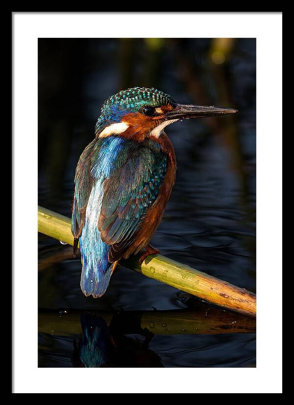 Kingfisher Perched In Serenity