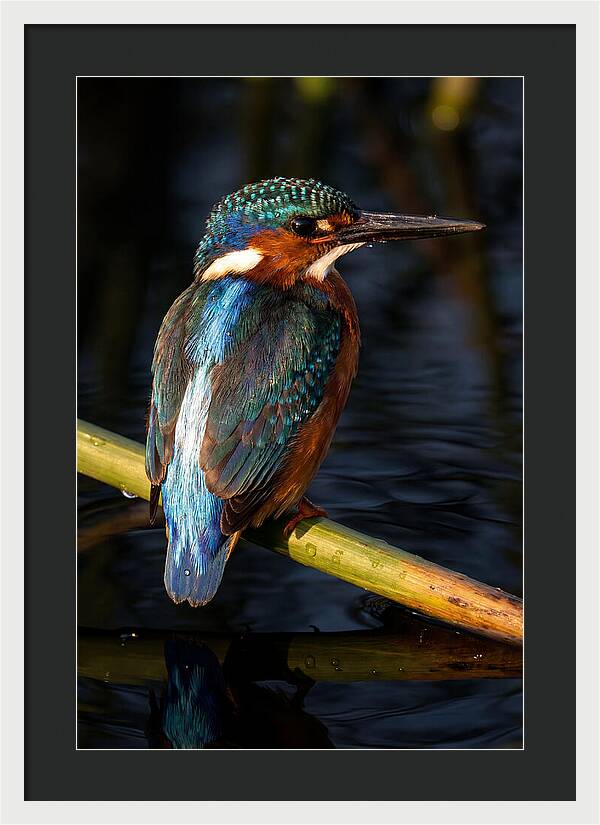 Kingfisher Perched In Serenity