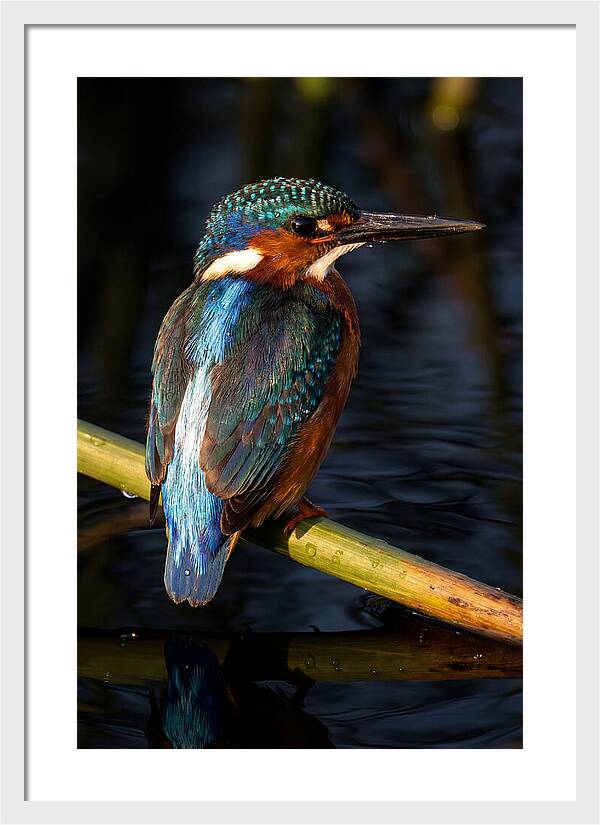 Kingfisher Perched In Serenity