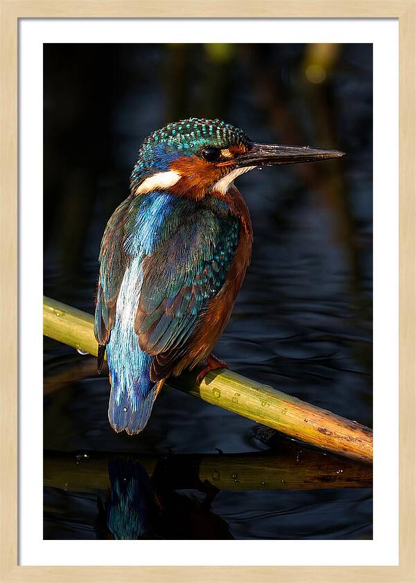 Kingfisher Perched In Serenity