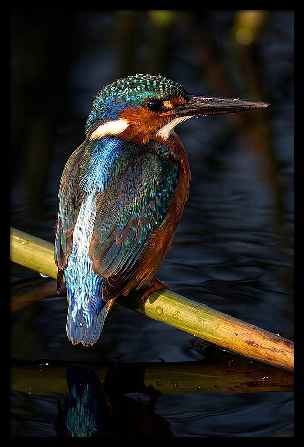 Kingfisher Perched In Serenity