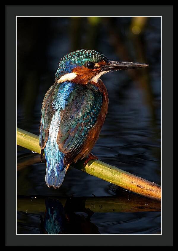 Kingfisher Perched In Serenity