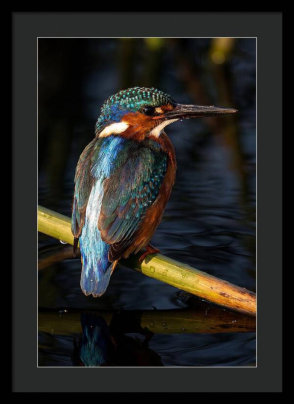 Kingfisher Perched In Serenity