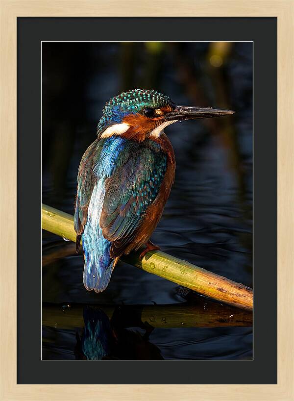 Kingfisher Perched In Serenity